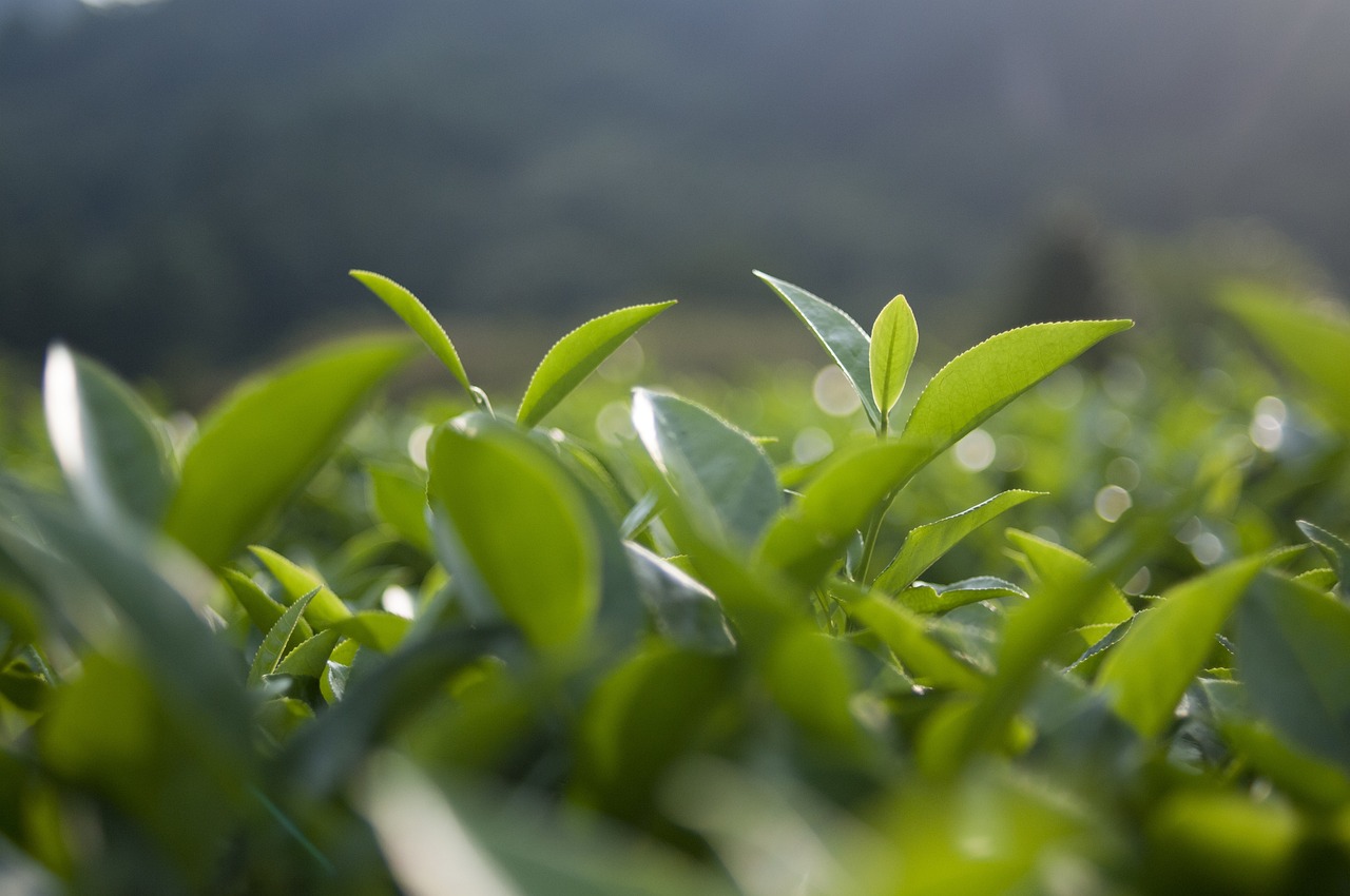 探秘茶的世界，茶叶的神奇功效与日常健康益处