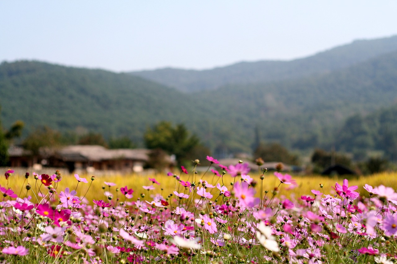 全国赏秋地图出炉，带你领略五彩斑斓的秋季美景