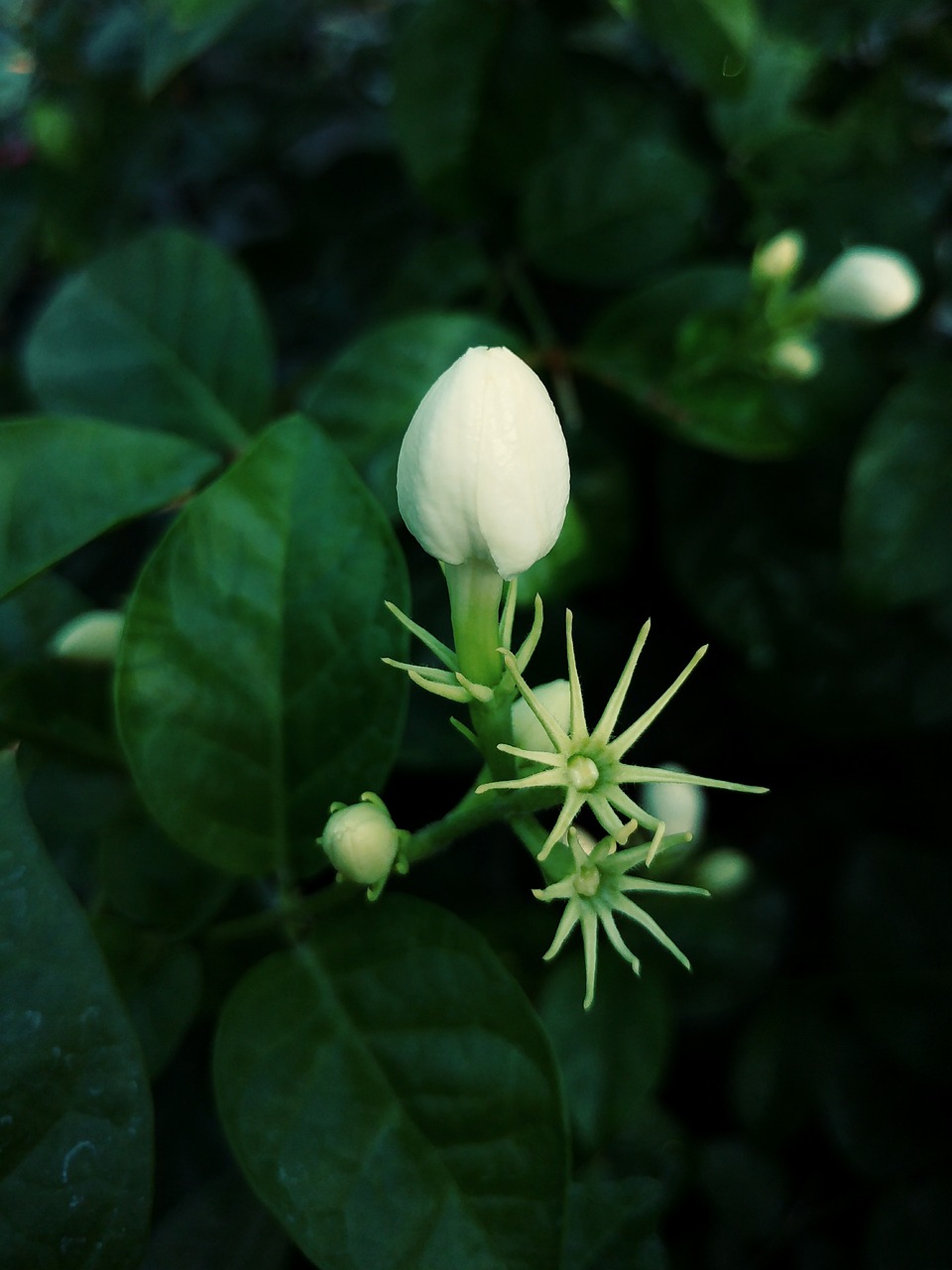 探秘苏州茉莉花茶，一缕清香间的千年历史与文化传承