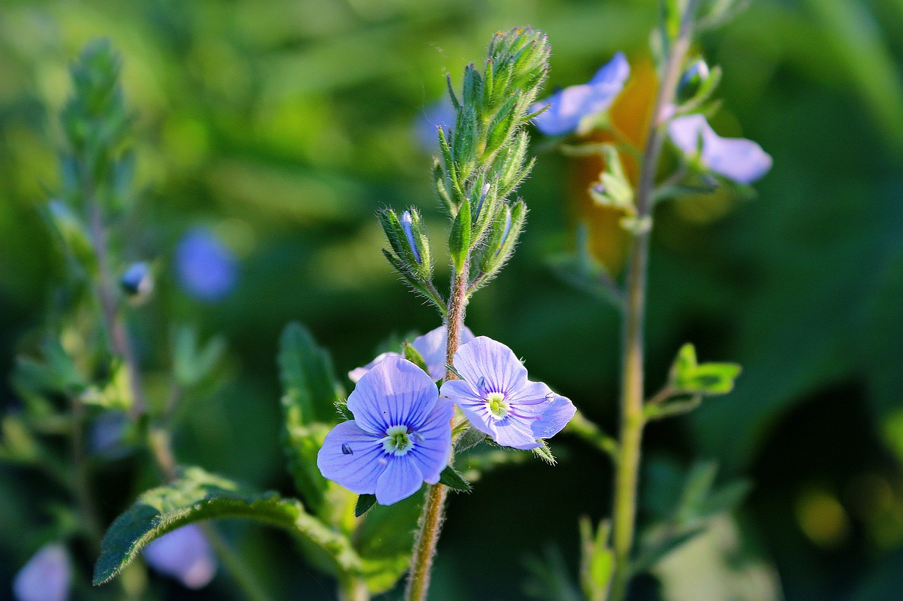 探索夏日神草——夏枯草，从传统草药到现代健康良伴