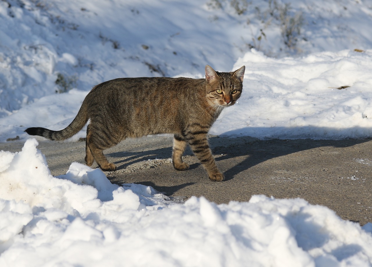 王欣瑜再现猫咪狩猎，灵动与优雅的完美结合