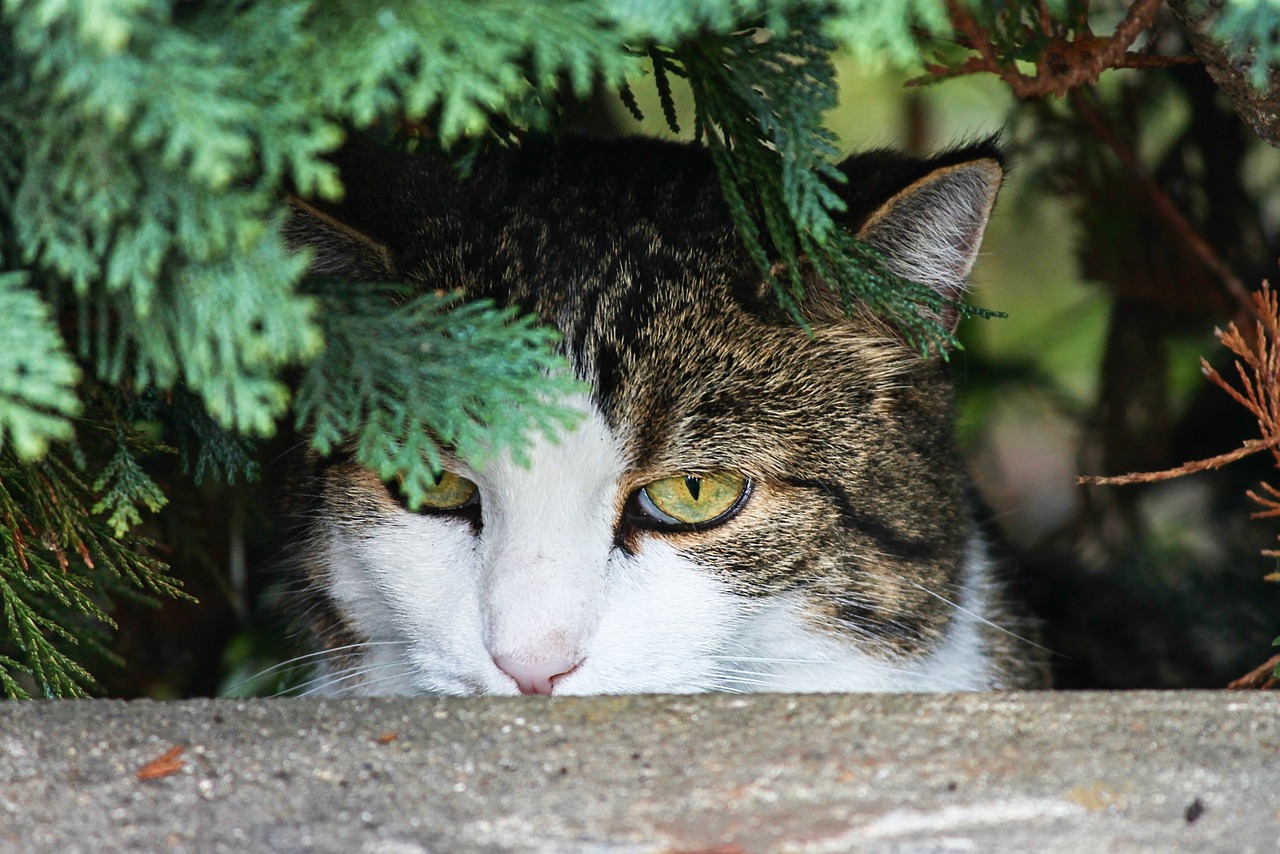 旅比大熊猫即将回国，期待重逢时刻